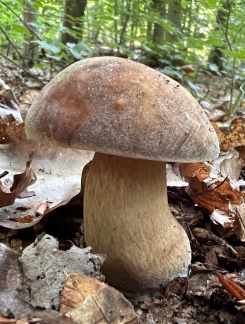 Bronzeröhrling; Foto Heiko 12.8.25