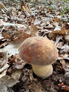 Bronzeroehrling; Foto Heiko 12.8.25