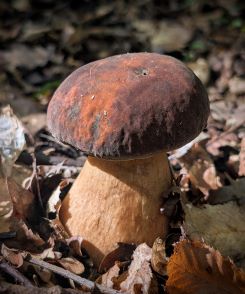 Strammer Bronzeröhrling; Foto Thomas 11.8.25