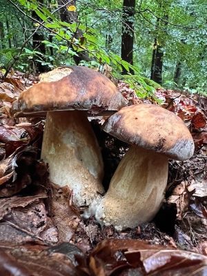Zwei geschützte Bronzeröhrlinge; Foto Heiko 25.9.25