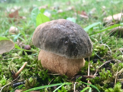 Bronzeröhrling Thomas 8.10.22 Bronzeröhrling Thomas 8.10.22