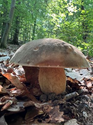 Bronzeröhrling 2; Foto Heiko 12.8.25