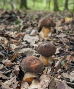Drei Bronzeröhrlinge; Foto Thomas 11.8.25
