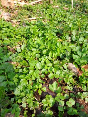 Brunnenkresse; Foto Mario 22.3.26