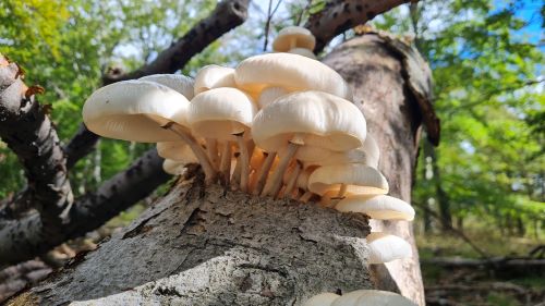 Buchenschleimrüblinge; Foto Michael H. 3.10.24
