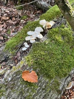 Buchenschleimrüblinge; Foto Ralf 29.9.26