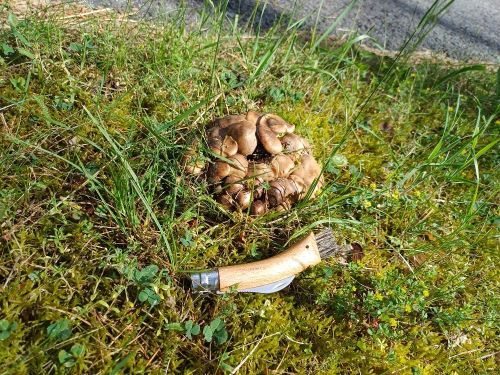Büschelige Raslinge; Foto Heidrun 30.5.25