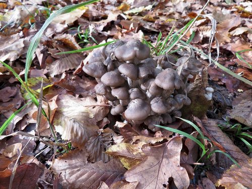 Büschelraslinge Michael 29.10.22 Büschelraslinge Michael 29.10.22