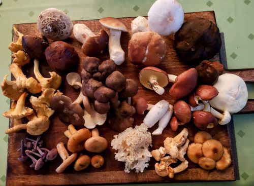 Tolle Bunte Pilzmischung; Foto Babs 21.9.25