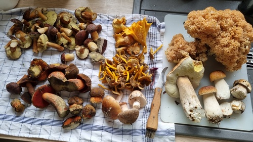 Schöner bunter Fund; Foto Jörn 8.10.23 Schöner bunter Fund; Foto Jörn 8.10.23