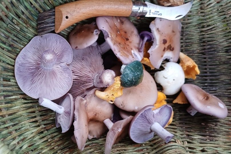 Bunter Korb; Foto Heidrun 25.10.25