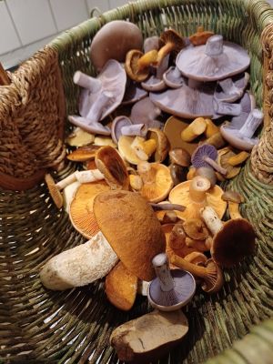 Schoner bunter hochherbstlicher Pilzkorb; Foto Heidrun 10.11.25