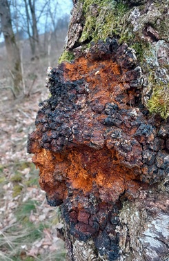 Chaga aufgebrochen; Foto Michael S. 10.3.24