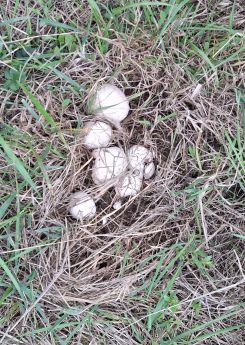 Nest Wiesenchampignons; Foto Petra 13.10.26 Nest Wiesenchampignons; Foto Petra 13.10.26
