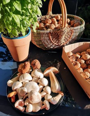 Drei Arten Champignons; Foto Babs 21.9.25