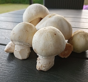 Champignons Klaus 20.8.23