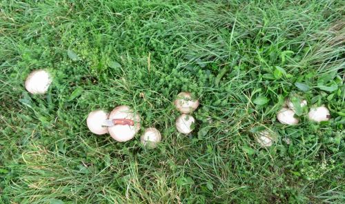 Großsporige Champignons; Foto Michael 13.10.25 Großsporige Champignons; Foto Michael 13.10.25