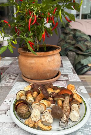 Schale mit Pilzen und Chilistrauch; Foto Armin 30.9.25