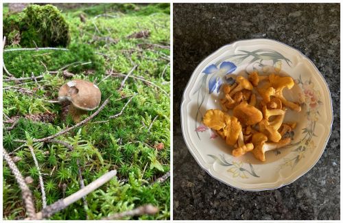 Collage 1; Foto Hans 6.7.24