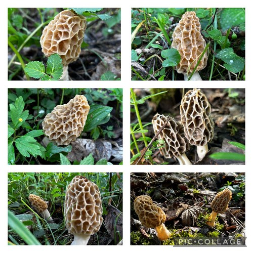 Collage 2: Weitere schöne Speisemorcheln; 6 Fotos Armin 11.4.24