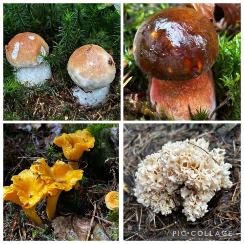 Collage mit Steinpilzen, Flockenstieligen Hexenröhrlingen, Pfifferlingen und Krauser Glucke; 4 Fotos Armin 15.9.25