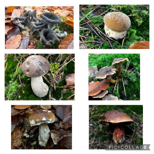 Collage; 6 Fotos Armin 1.11.24 Collage; 6 Fotos Armin 1.11.24