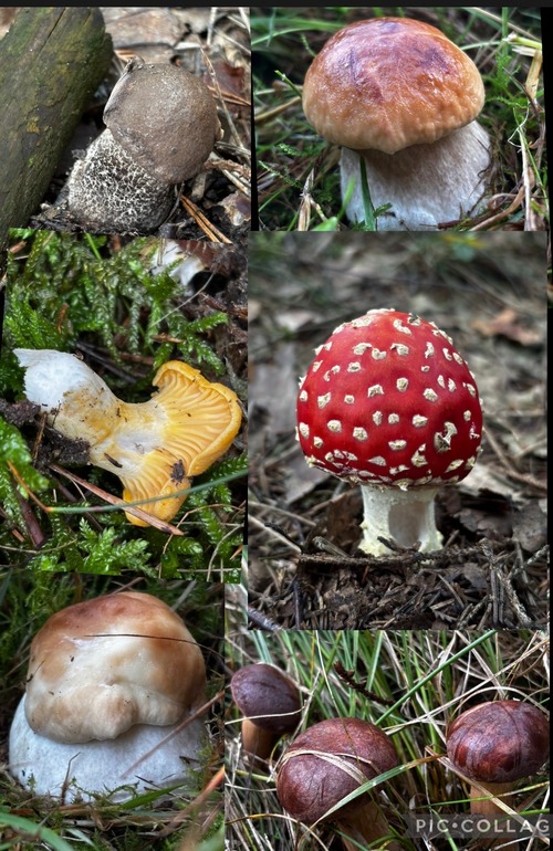 Collage mit Armins Fund; Foto Armin 20.9.26 Collage mit Armins Fund; Foto Armin 20.9.26