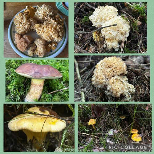 Collage mit Krausen Glucken, Pfifferlingen und Maronenröhrling; Foto Armin 4.9.25