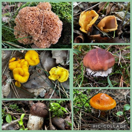 Krause Glucke, Eselsohren, Pfifferlinge, Steinpilz, Birkenpilz und Goldröhrling (v.o.);  6 Fotos Armin, 7.9.25