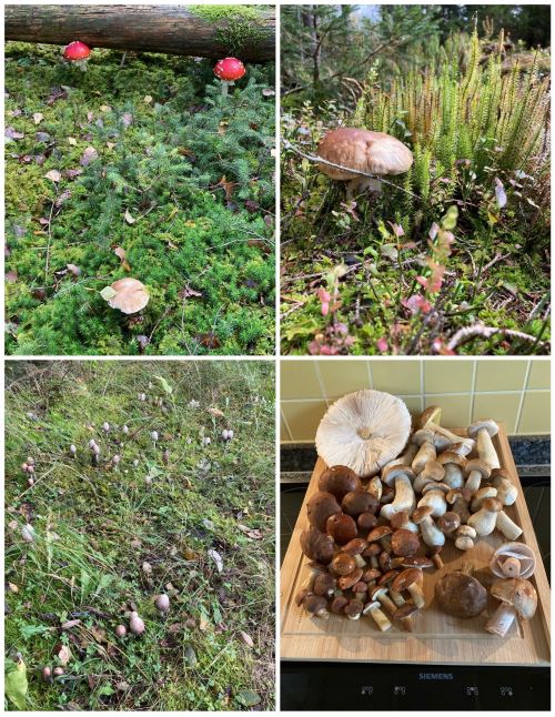 Collage mit Steinpilzen, Fliegenpilzen, Schopftintlingen, Maronen, je einem Parasol und Birkenpilz sowie zwei Perlpilzen; 3 Fotos Hans 2.10.24 Collage mit Steinpilzen, Fliegenpilzen, Schopftintlingen, Maronen, je einem Parasol und Birkenpilz sowie zwei Perlpilzen; 3 Fotos Hans 2.10.24