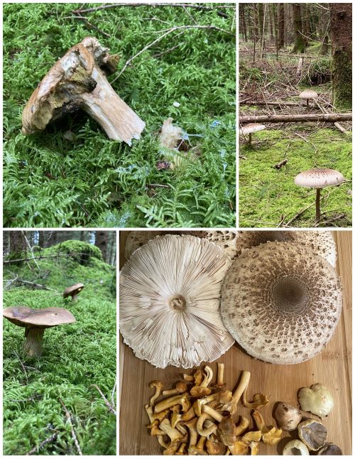 Collage mit überständigen Steinpilzen und schönen Parasolen; 5 Fotos Hans 6.9.24 Collage mit überständigen Steinpilzen und schönen Parasolen; 5 Fotos Hans 6.9.24