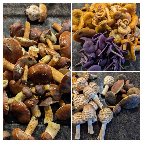 Collage mit Maronen, Reizkern, Lila Lacktrichterlingen und Safranschirmlingen; 3 Fotos Katrin 6.10.24 Collage mit Maronen, Reizkern, Lila Lacktrichterlingen und Safranschirmlingen; 3 Fotos Katrin 6.10.24