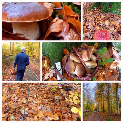 Collage mit Steinpilzen und Fliegenpilz; 6 Fotos Martina 31.10.25 Collage mit Steinpilzen und Fliegenpilz; 6 Fotos Martina 31.10.25
