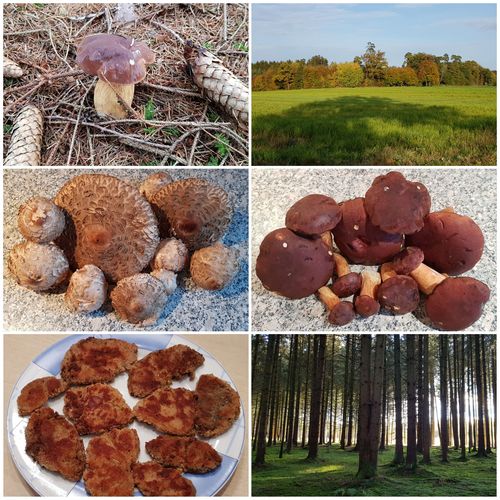 Collage Petra 28.10.22 Collage Petra 28.10.22