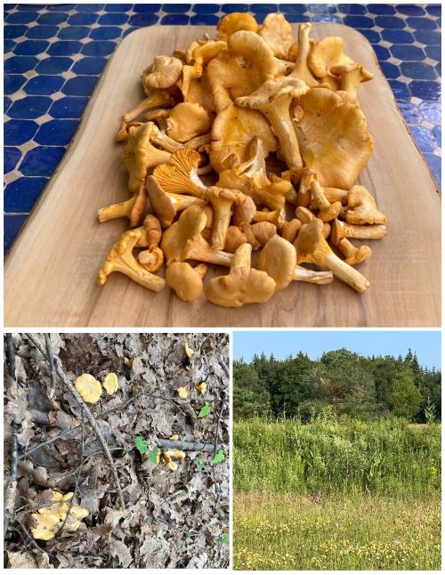 Collage mit Pfifferlingen; 3 Fotos Hans 28.6.24 Collage mit Pfifferlingen; 3 Fotos Hans 28.6.24