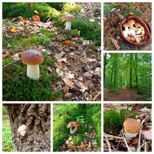 Herrliche Eindrücke aus dem Steinpilzwald; Collage/6 Fotos Martina 10.10.25 Herrliche Eindrücke aus dem Steinpilzwald; Collage/6 Fotos Martina 10.10.25