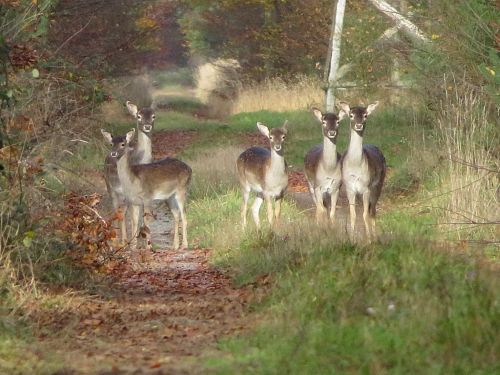 Fünf Damhirschkühe; Foto Michael 20.11.25 Fünf Damhirschkühe; Foto Michael 20.11.25
