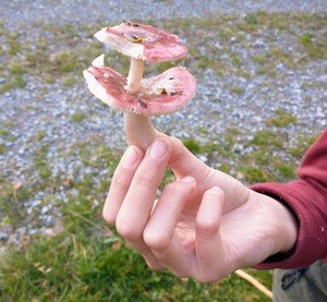 Doppeldecker Michael 7.8.23 Doppeldecker Michael 7.8.23