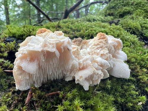 Dorniger Stachelbart Heiko 7.8.23 Dorniger Stachelbart Heiko 7.8.23