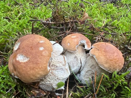 Ein Dreierpack Steinpilze; Foto Heiko 4.8.25