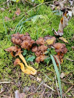 Duftende Leistlinge Fritz 11.10.22 Duftende Leistlinge Fritz 11.10.22