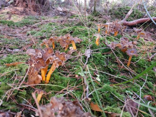 Duftleistlinge; Foto Matthias 3.11.24 Duftleistlinge; Foto Matthias 3.11.24