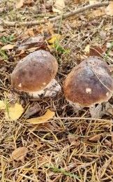 Dunkelhütige Steinpilze; Foto Bodo 23.10.25 Dunkelhütige Steinpilze; Foto Bodo 23.10.25