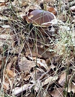 Dunkelhütiger Sommersteinpilz; Foto Tobias 8.8.25 Dunkelhütiger Sommersteinpilz; Foto Tobias 8.8.25