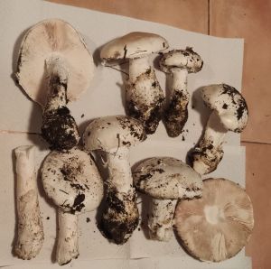 Echte Eierwulstlinge; Foto Achim 30.11.25 Echte Eierwulstlinge; Foto Achim 30.11.25