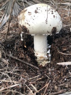 Echter Eierwulstling; Foto Achim 30.11.25