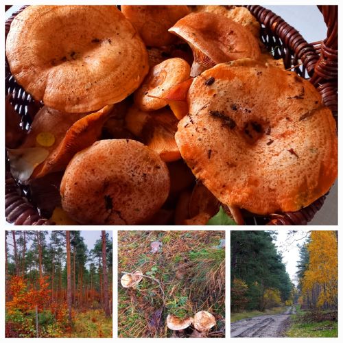 Edelreizker (Kiefernreizker); Foto Achim 14.10.25 Edelreizker (Kiefernreizker); Foto Achim 14.10.25