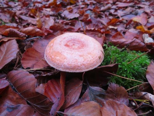 Edelreizker; Foto Michael 7.11.25