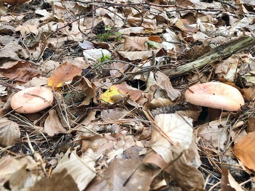 Edelreizker Thomas 13.10.22