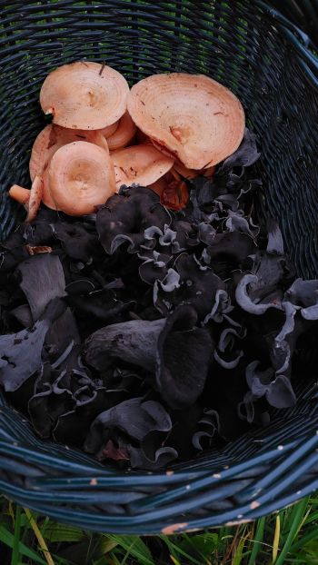 Lachsreizker auf Herbsttrompeten; Foto Matthias 19.10.25